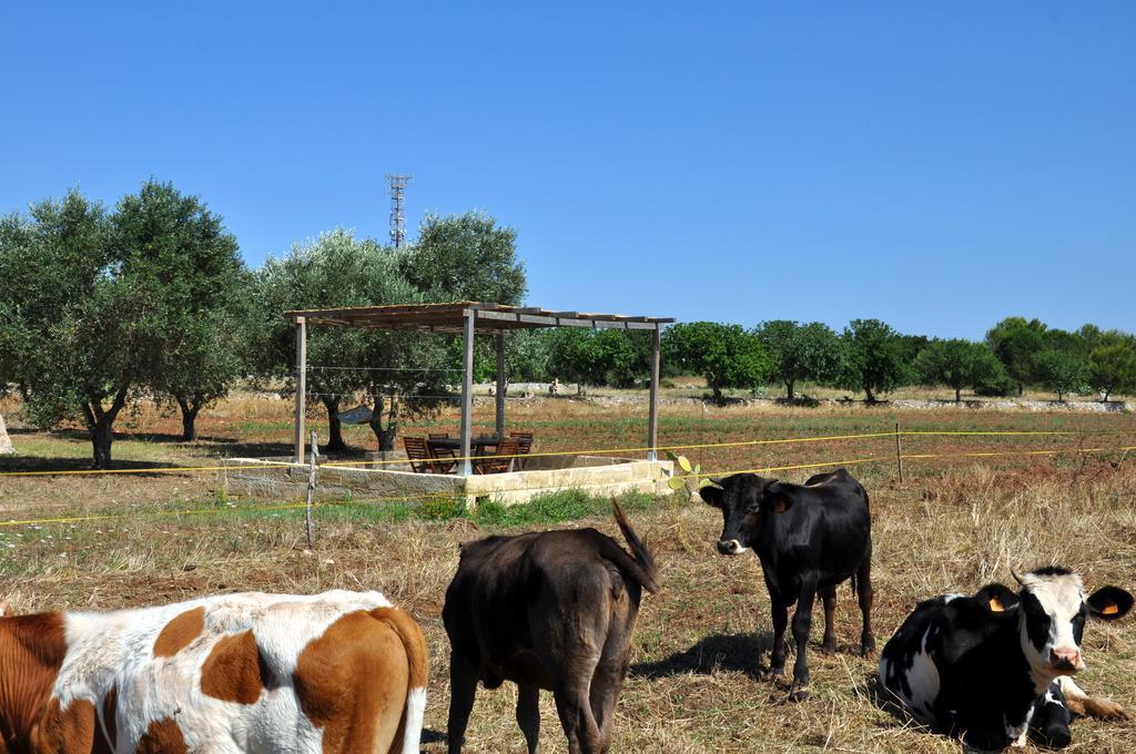 טריקאסה Masseria Uccio מראה חיצוני תמונה